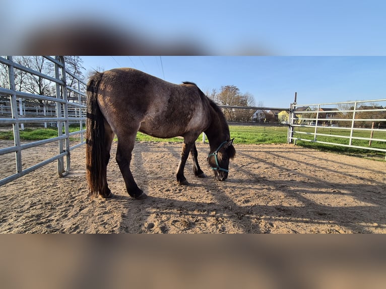 Tarpan Hengst 5 Jahre 134 cm  in Langerwehe