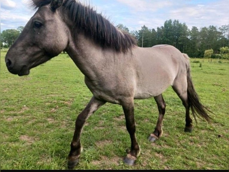 Tarpan Hengst 6 Jaar 135 cm Grullo in Behrenhoff