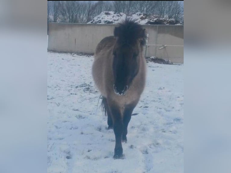 Tarpan Hengst 6 Jaar 135 cm Grullo in Behrenhoff