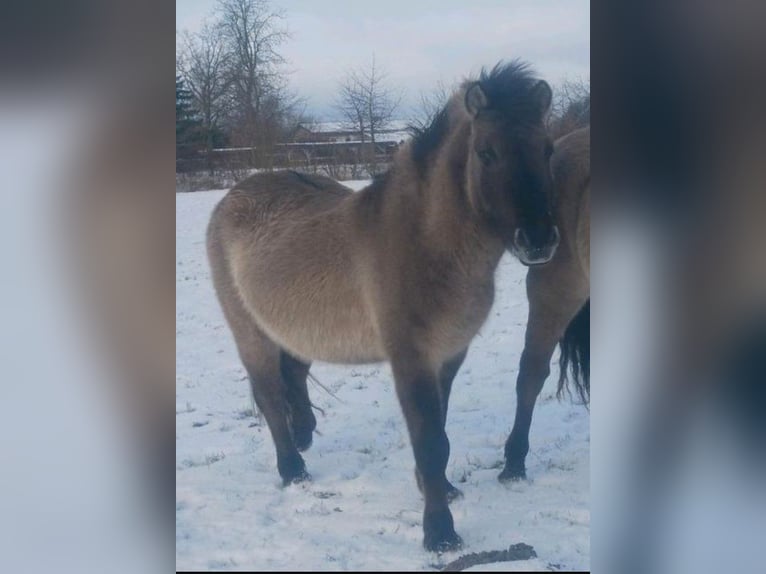 Tarpan Hengst 6 Jaar 135 cm Grullo in Behrenhoff