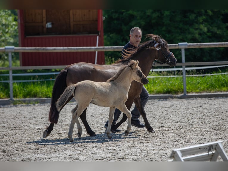 Tarpan Hengst Fohlen (05/2024) 120 cm Falbe in Elsfleth