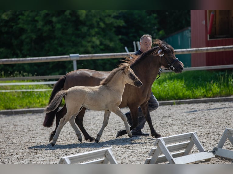 Tarpan Hengst Fohlen (05/2024) 120 cm Falbe in Elsfleth