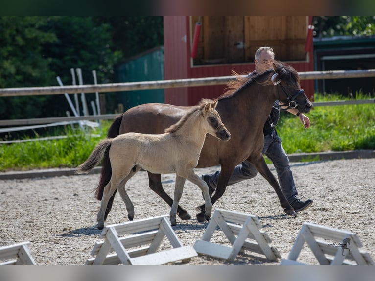 Tarpan Hengst Fohlen (05/2024) 120 cm Falbe in Elsfleth