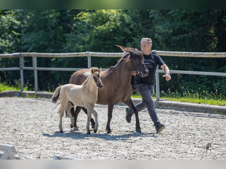 Tarpan Hengst Fohlen (05/2024) 120 cm Falbe in Elsfleth