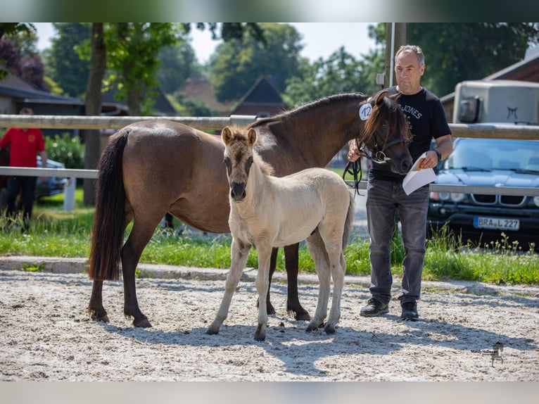 Tarpan Hengst Fohlen (05/2024) 120 cm Falbe in Elsfleth