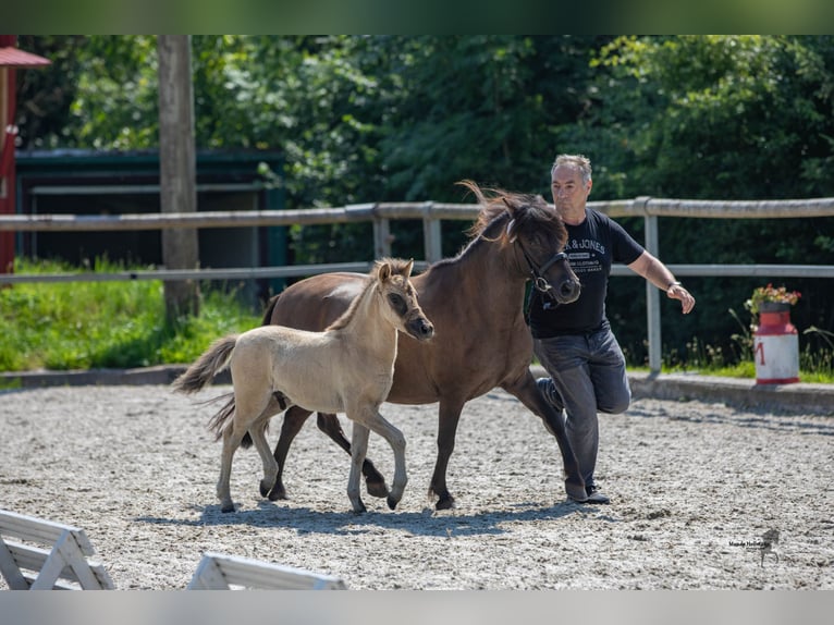 Tarpan Hengst Fohlen (05/2024) 120 cm Falbe in Elsfleth