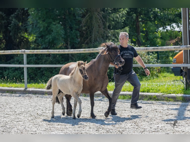 Tarpan Hengst Fohlen (05/2024) 120 cm Falbe in Elsfleth