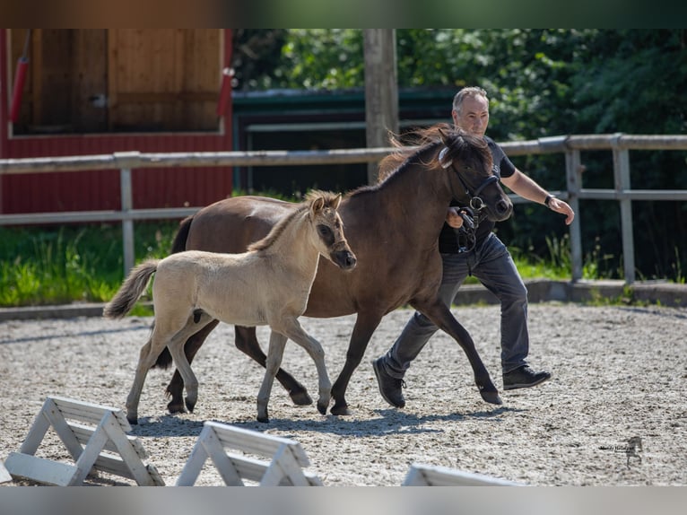 Tarpan Hengst veulen (05/2024) 120 cm Falbe in Elsfleth