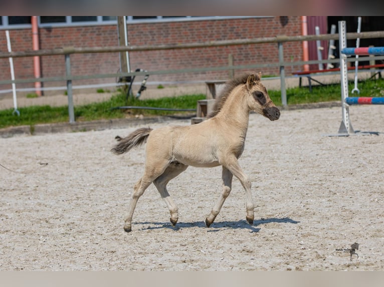 Tarpan Hengst veulen (05/2024) 120 cm Falbe in Elsfleth