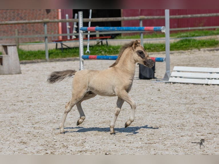 Tarpan Hengst veulen (05/2024) 120 cm Falbe in Elsfleth