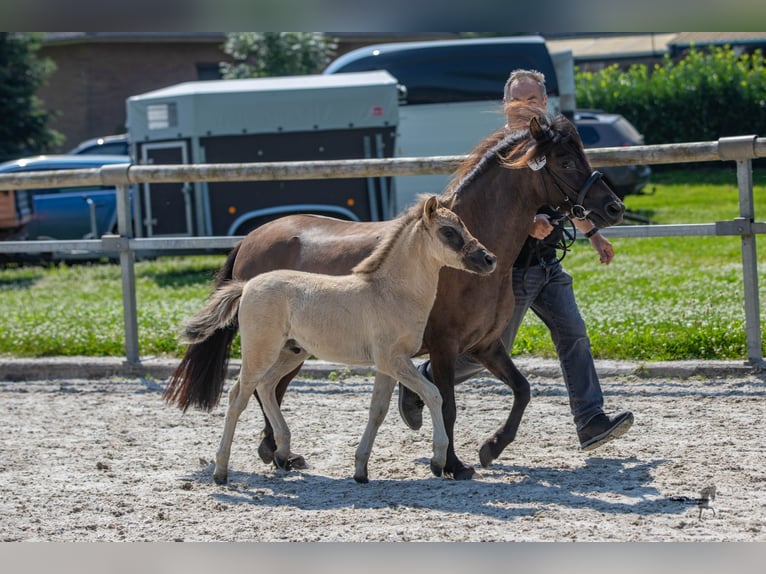 Tarpan Hingst Föl (05/2024) 120 cm Black in Elsfleth