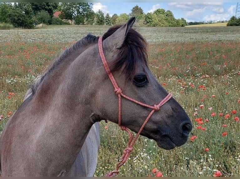 Tarpan Croisé Hongre 10 Ans 125 cm Isabelle in Wurzbach