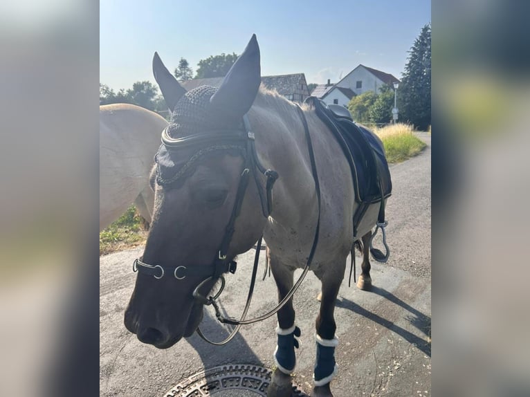 Tarpan Hongre 10 Ans 132 cm Isabelle in Frielendorf