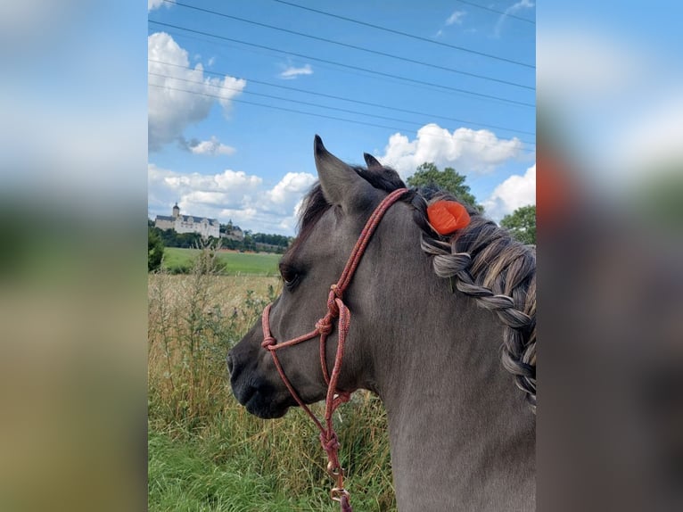 Tarpan Croisé Hongre 11 Ans 125 cm Isabelle in Wurzbach