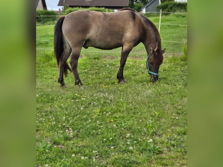Tarpan Hongre 5 Ans 138 cm  in Düren