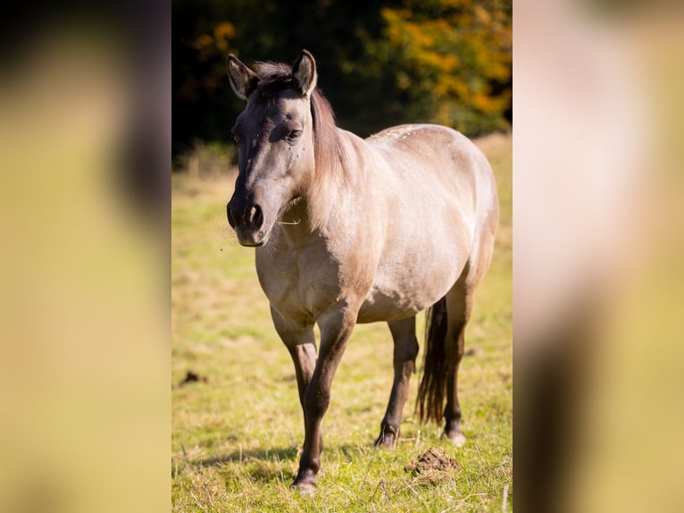 Tarpan Jument 9 Ans 138 cm Isabelle in Much