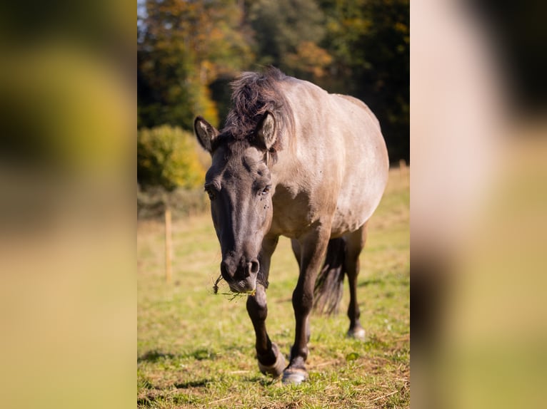 Tarpan Jument 9 Ans 138 cm Isabelle in Much
