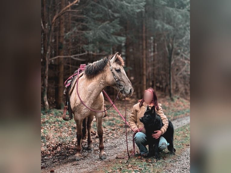 Tarpan Klacz 15 lat 133 cm Bułana in Büren