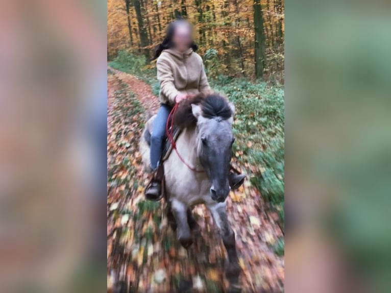 Tarpan Klacz 15 lat 133 cm Bułana in Büren