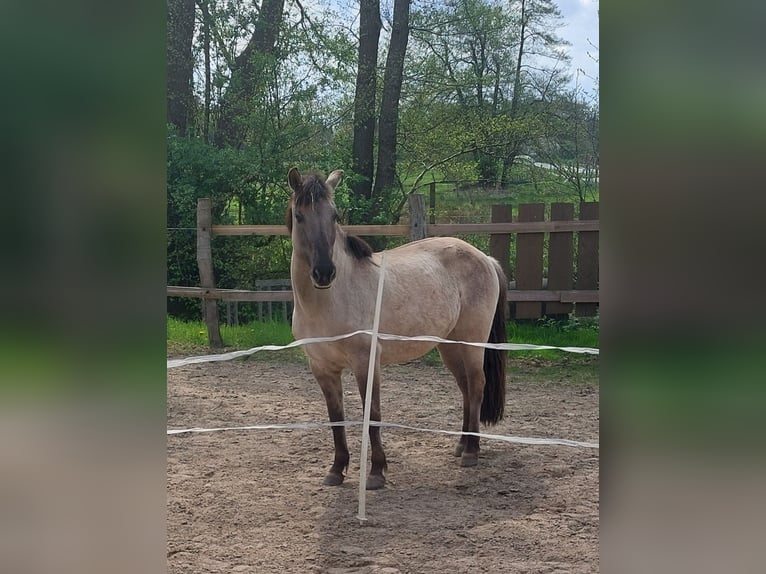 Tarpan Klacz 7 lat 142 cm Bułana in Uelzen