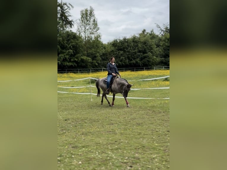 Tarpan Mare 15 years 13,1 hh in B&#xFC;ren