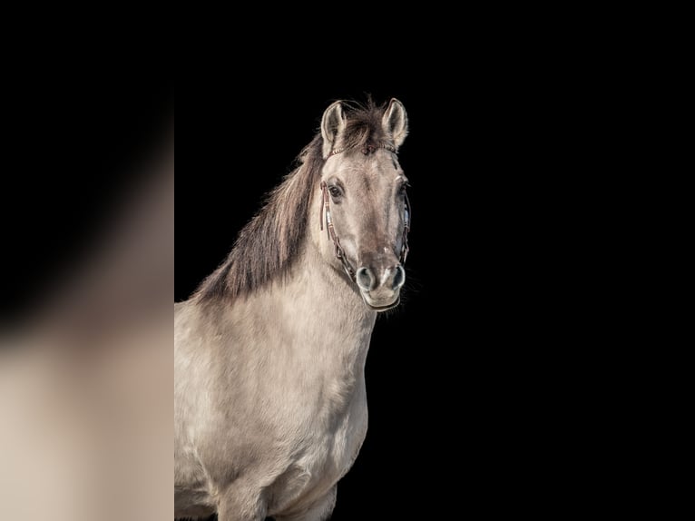 Tarpan Mare 23 years 13.1 hh Dun in Nordstemmen