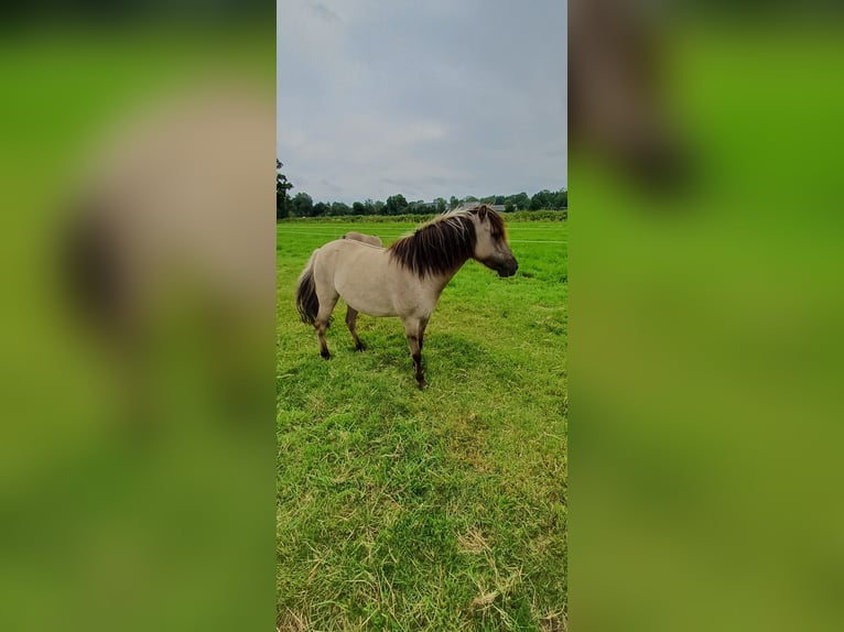 Tarpan Mare 3 years 11,1 hh Dun in Elsfleth