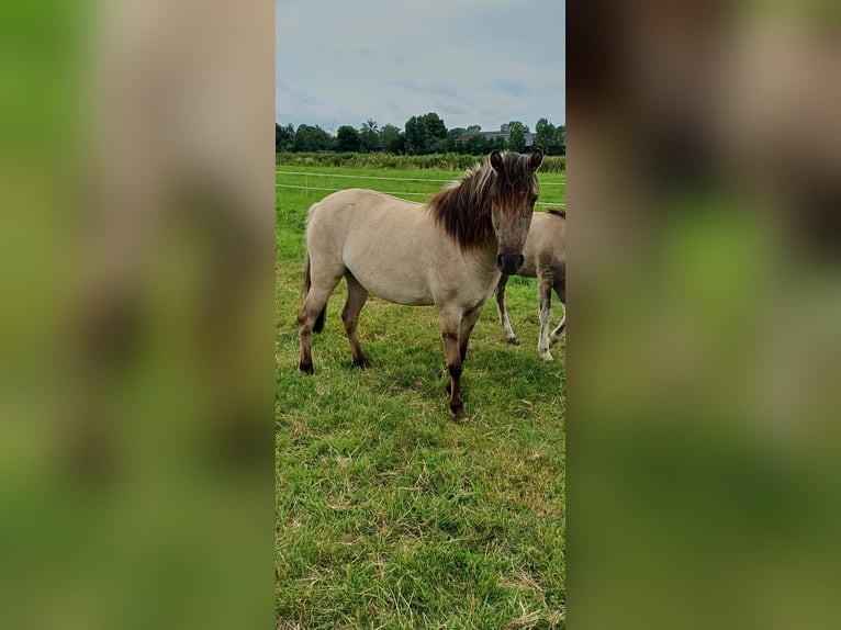 Tarpan Mare 3 years 11,1 hh Dun in Elsfleth