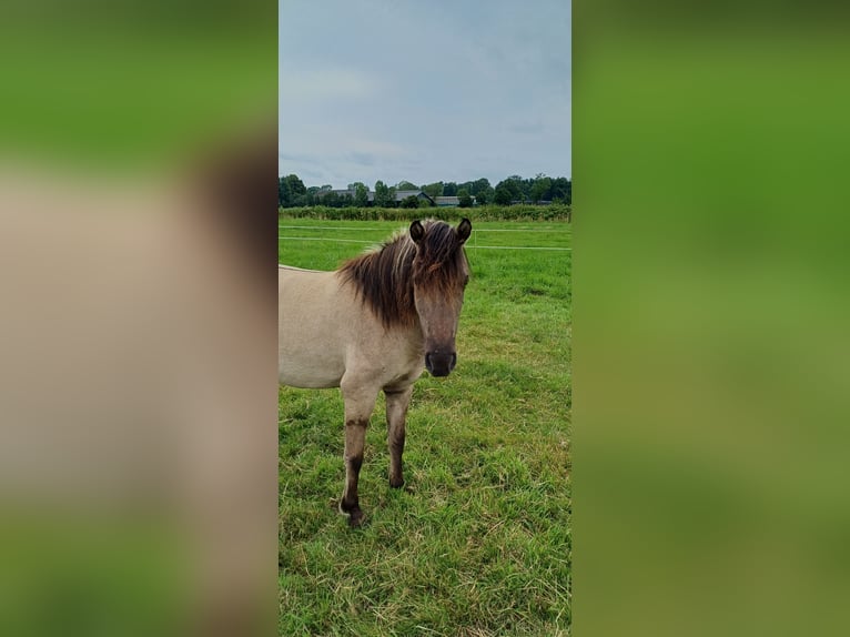 Tarpan Mare 3 years 11,1 hh Dun in Elsfleth