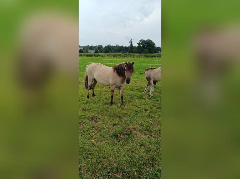 Tarpan Mare 3 years 11,1 hh Dun in Elsfleth