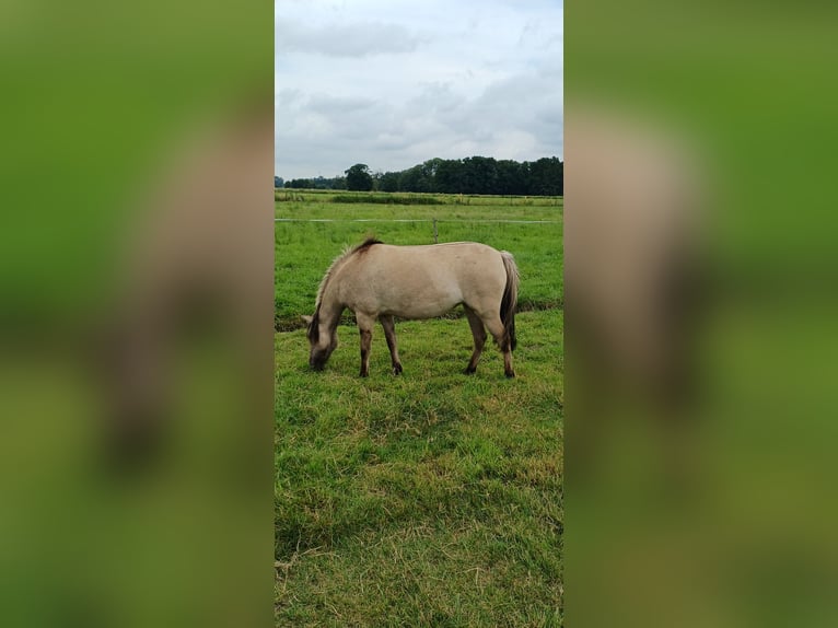 Tarpan Mare 3 years 11,1 hh Dun in Elsfleth