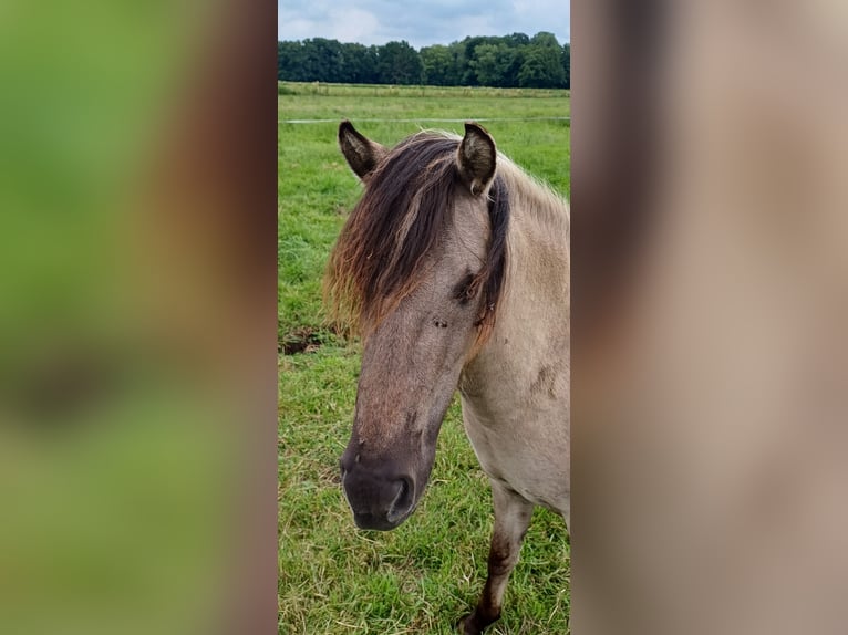 Tarpan Mare 3 years 11,1 hh Dun in Elsfleth