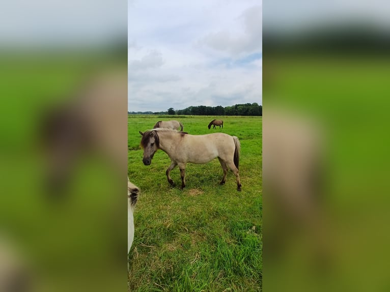 Tarpan Mare 3 years 11,1 hh Dun in Elsfleth