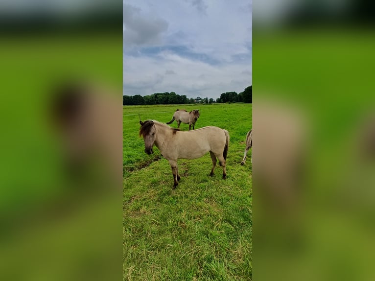 Tarpan Mare 3 years 11,1 hh Dun in Elsfleth