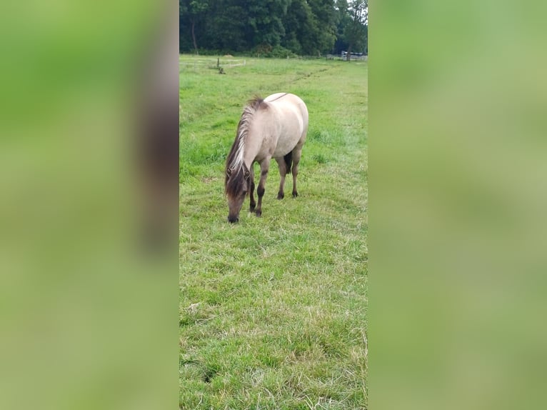 Tarpan Mare 3 years 11,1 hh Dun in Elsfleth