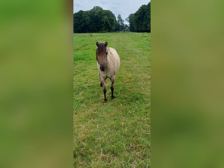 Tarpan Mare 3 years 11,1 hh Dun in Elsfleth