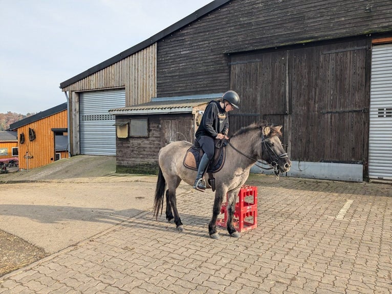 Tarpan Mare 8 years 12,2 hh in Willingen (Upland)