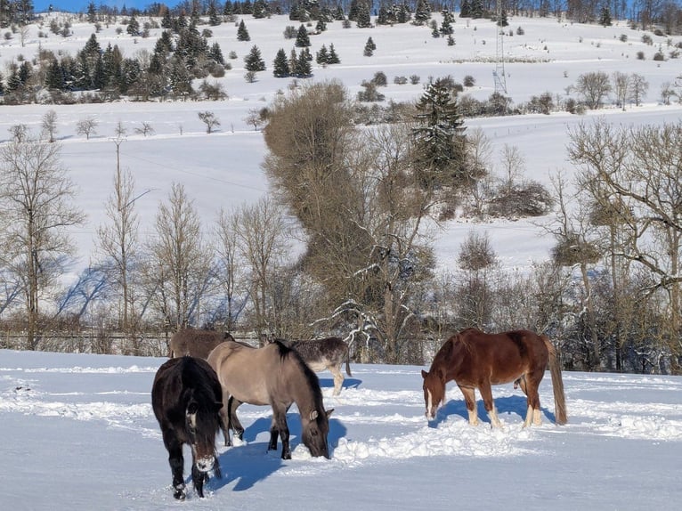 Tarpan Mare 8 years 12,2 hh in Willingen (Upland)
