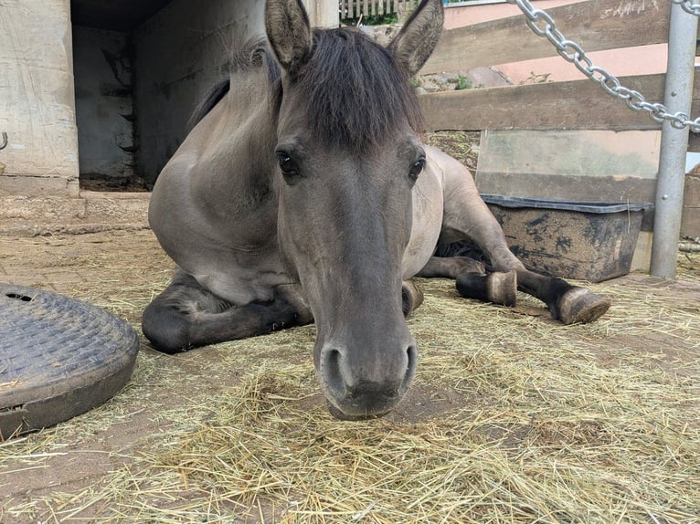 Tarpan Mare 8 years 12,2 hh in Willingen (Upland)