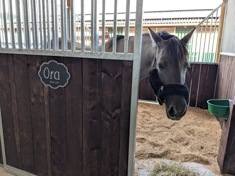 Tarpan Mare 8 years 12,2 hh in Willingen (Upland)