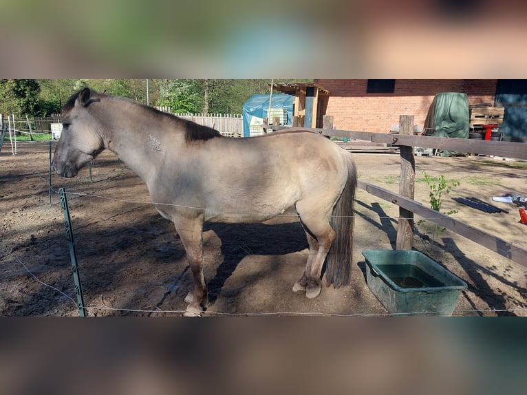 Tarpan Mare 8 years 13,3 hh Dun in Uelzen