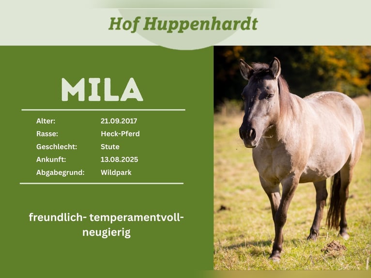 Tarpan Mare 9 years 13,2 hh Dun in Much