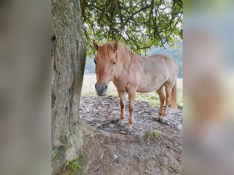 Tarpan Mare 9 years 13,2 hh Dun in Wallmenroth