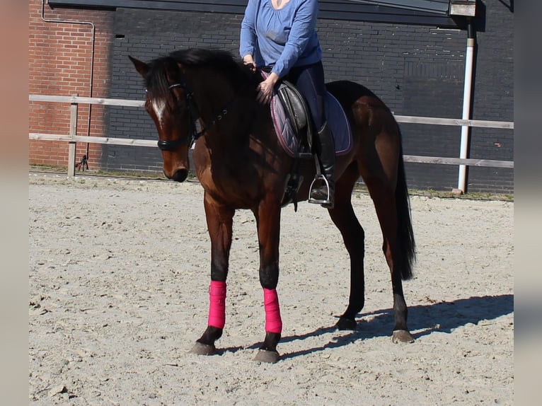 Tarpan Mare 9 years 15.2 hh Brown in Wallmenroth