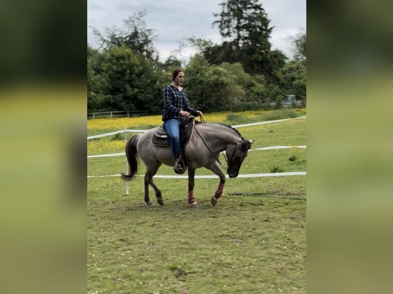 Tarpan Merrie 15 Jaar 135 cm in B&#xFC;ren