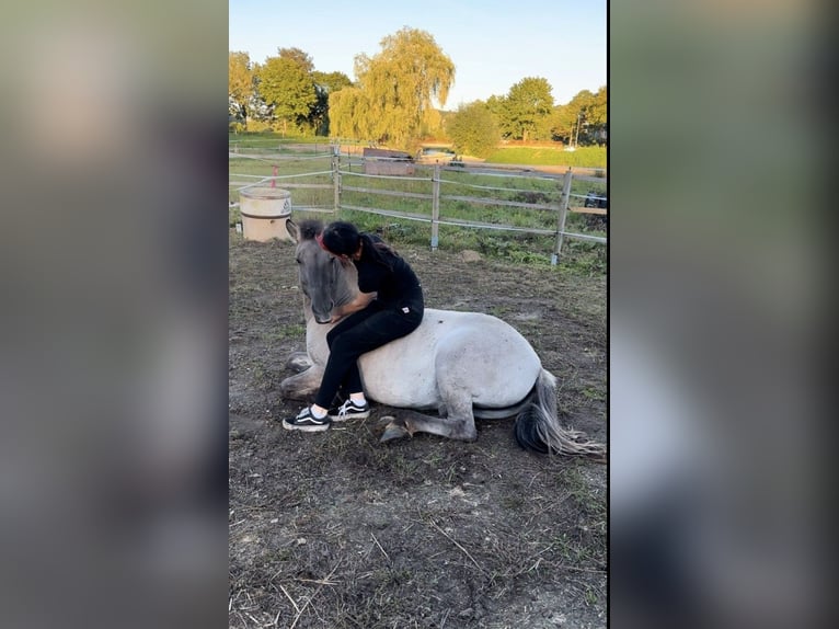 Tarpan Merrie 15 Jaar 135 cm in B&#xFC;ren