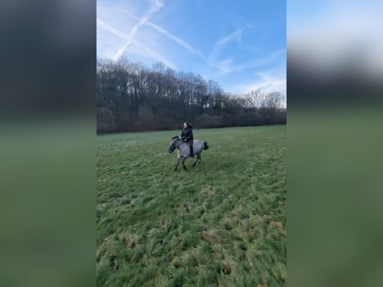 Tarpan Merrie 15 Jaar 135 cm in B&#xFC;ren