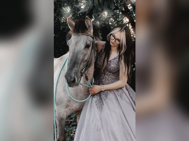 Tarpan Merrie 15 Jaar 135 cm in B&#xFC;ren