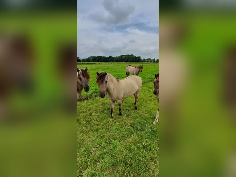 Tarpan Merrie 3 Jaar 115 cm Falbe in Elsfleth