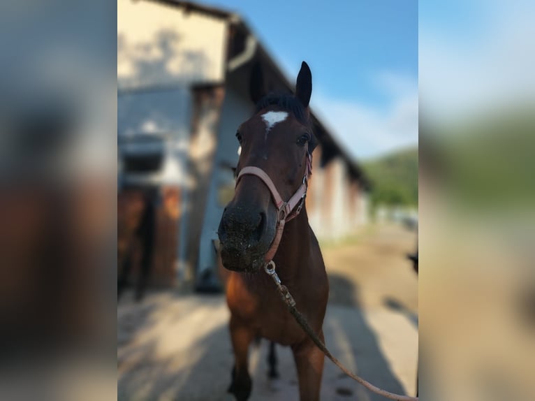 Tarpan Merrie 9 Jaar 161 cm Bruin in Wallmenroth